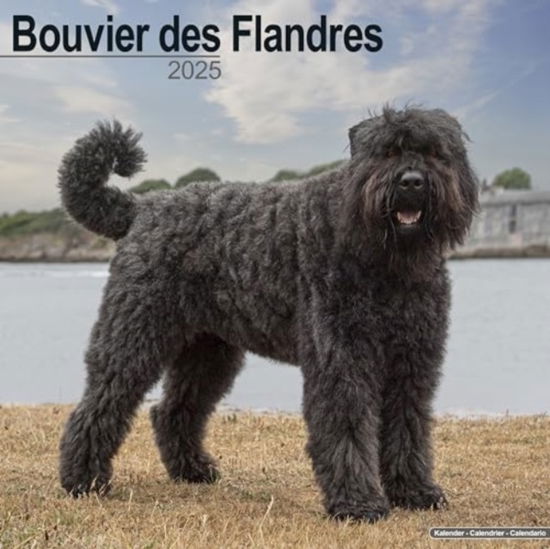 Bouvier Des Flandres (Euro) Calendar 2025 Square Dog Breed Wall Calendar - 16 Month (Calendar) (2024)