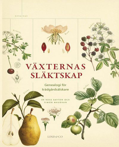 Cover for Simon Maughan · Växternas släktskap : genealogi för trädgårdsälskare (Indbundet Bog) (2018)
