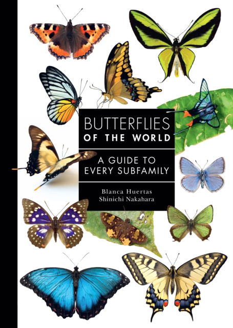 Butterflies of the World: A Guide to Every Subfamily - A Guide to Every Family - Blanca Huertas - Books - Princeton University Press - 9780691265209 - September 2, 2025