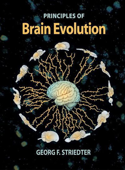 Cover for Georg F. Striedter · Brain Evolution (Hardcover Book) (2004)