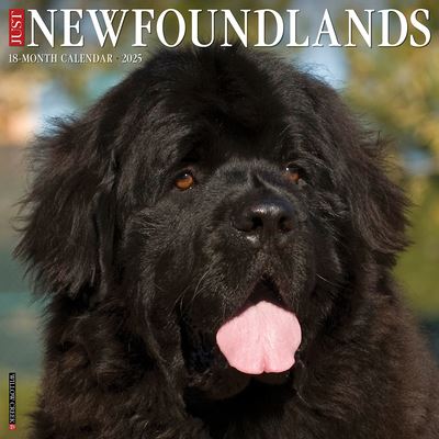 Just Newfoundlands 2025 12 X 12 Wall Calendar - Willow Creek Press - Merchandise - Willow Creek Press Calendars - 9781549244209 - September 10, 2024