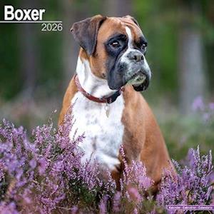 Cover for Boxer (Euro) Calendar 2026  Square Dog Breed Wall Calendar - 16 Month (Calendar) (2025)
