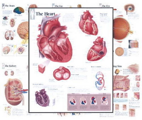 Body Organ Wall Chart Set - Scientific Publishing - Livres - Scientific Publishing Limited - 9781935612209 - 3 juillet 2013