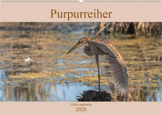 Cover for Köhn · Purpurreiher (Wandkalender 2020 DI (Book)