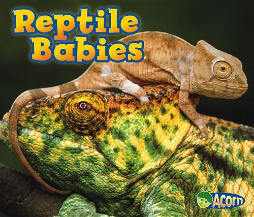 Reptile Babies (Animal Babies) - Catherine Veitch - Książki - Acorn - 9781432984212 - 1 lipca 2013