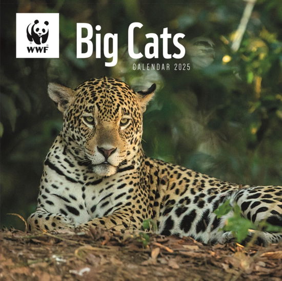 Cover for Carousel Calendars · WWF Big Cats Square Wall Calendar 2025 (Paperback Book) (2024)