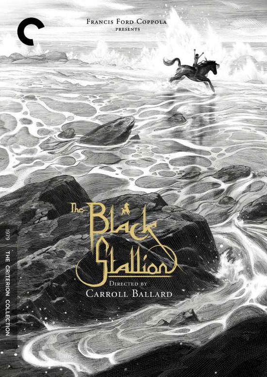 Cover for Criterion Collection · Black Stallion / DVD (DVD) [Widescreen edition] (2015)