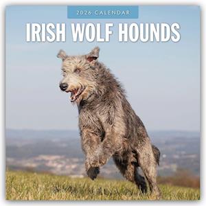Cover for Red Robin · Irish Wolf Hounds 2026 Square Wall Calendar (Paperback Book) (2025)