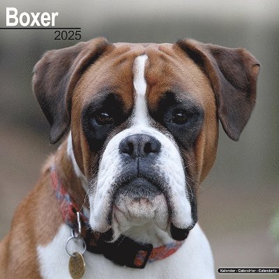 Boxer (Euro) Calendar 2025 Square Dog Breed Wall Calendar - 16 Month (Calendar) (2024)