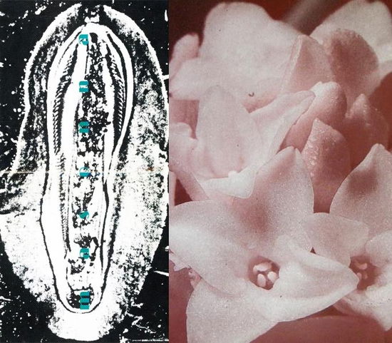 Cover for Masonna · Masonna Vs Bananarama, Shinsen Na Clitoris (CD) (2025)