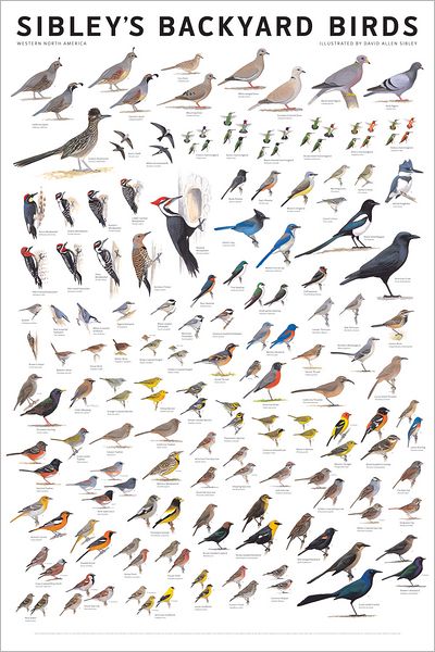 Cover for David Allen Sibley · Sibley's Backyard Birds: Western North America (Poster) (2010)