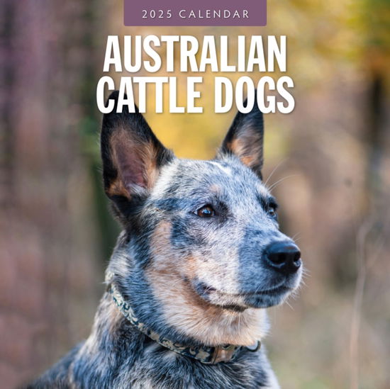 Cover for Red Robin · Australian Cattle Dogs 2025 Square Wall Calendar (Taschenbuch) (2024)