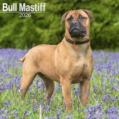 Cover for Bull Mastiff Calendar 2026  Square Dog Breed Wall Calendar - 16 Month (Calendar) (2025)