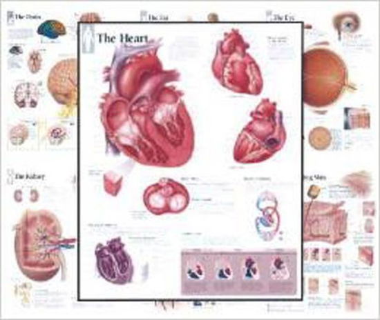 Cover for Scientific Publishing · Body Organ Wall Chart Set (Landkarten) (2013)