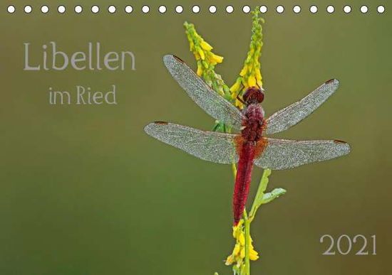 Cover for Oldani · Libellen im Ried (Tischkalender (Book)