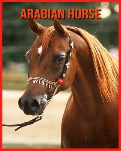 Cover for Annie Nichols · Arabian Horse (Paperback Book) (2021)