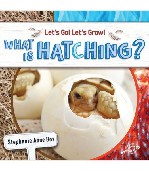 Cover for Stephanie Anne Box · What Is Hatching? (Paperback Book) (2022)