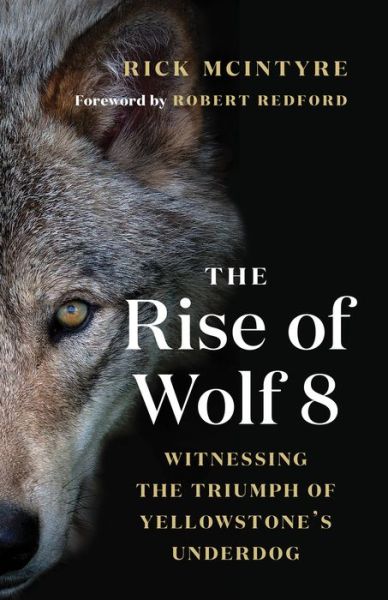 Cover for Rick McIntyre · The Rise of Wolf 8: Witnessing the Triumph of Yellowstone's Underdog - The Alpha Wolves of Yellowstone Series (Hardcover Book) (2019)