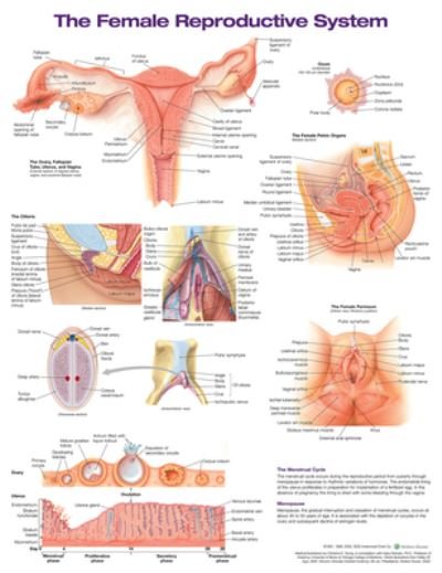 Cover for Anatomical Chart Company · The Female Reproductive System Anatomical Chart (Landkarten) (2021)