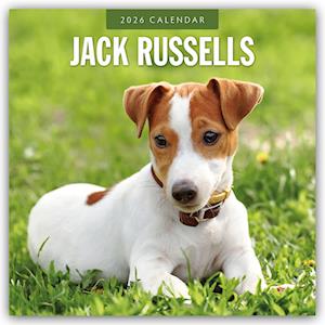 Cover for Red Robin · Jack Russells  2026 Square Wall Calendar (Paperback Book) (2025)