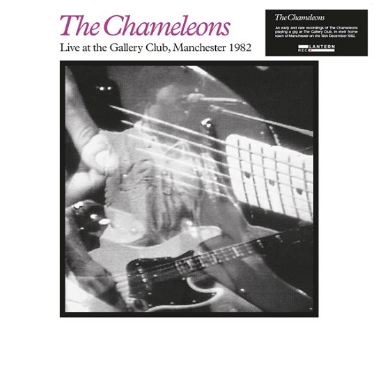 Cover for Chameleons · Live at the Gallery Club (LP) (2021)