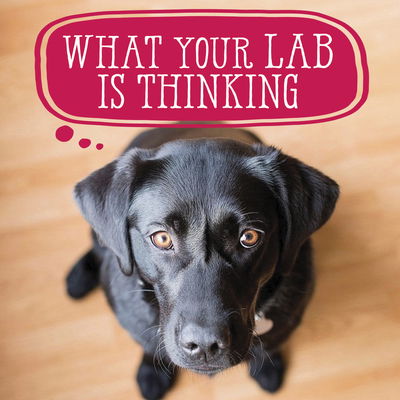 Cover for Willow Creek Press · What Your Lab Is Thinking (Hardcover Book) (2018)