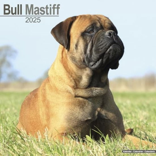 Cover for Bull Mastiff Calendar 2025 Square Dog Breed Wall Calendar - 16 Month (Calendar) (2024)