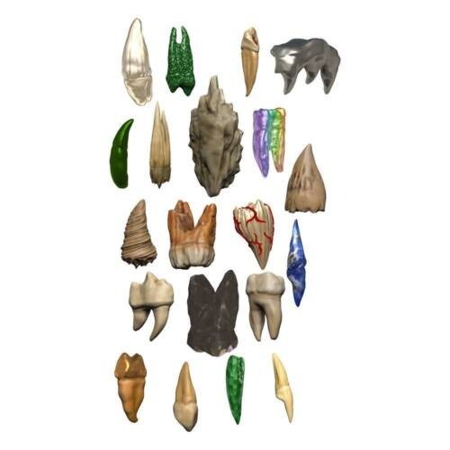 Cover for Dungeons &amp; Dragons · D&amp;D Icons of the Realms Miniaturen vorbemalt Teeth (Toys) (2022)