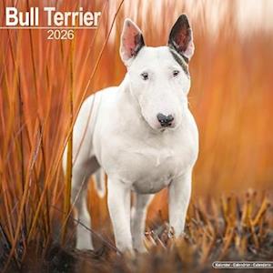 Cover for Bull Terrier Calendar 2026  Square Dog Breed Wall Calendar - 16 Month (Calendar) (2025)