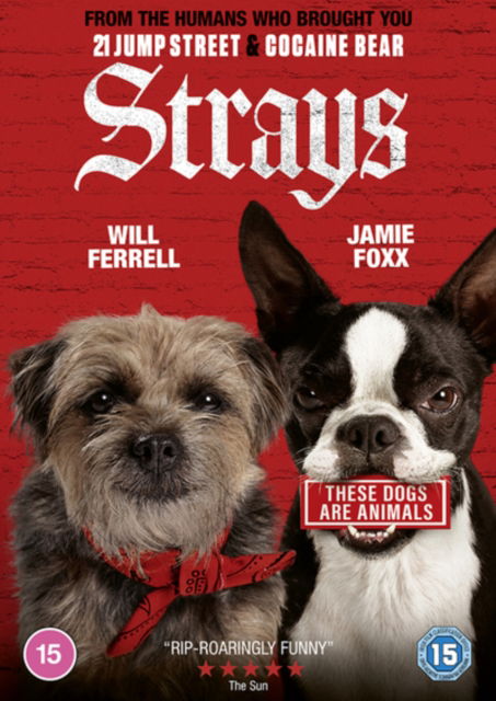 Strays - Josh Greenbaum - Movies - UNIVERSAL PICTURES - 5053083257224 - November 20, 2023