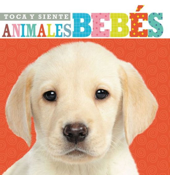 Cover for Grupo Nelson · Toca Y Siente Animales Bebes (Board book) (2015)