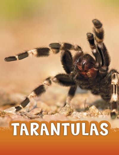 Cover for Jaclyn Jaycox · Tarantulas - Animals (Paperback Bog) (2021)