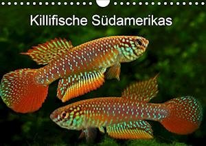 Cover for Pohlmann · Killifische Südamerikas (Wandk (Buch)