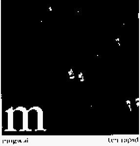 Mogwai · Ten Rapid (CD) (2011)