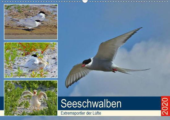 Seeschwalben - Extremsportler d - Schaack - Kirjat -  - 9783671336227 - 