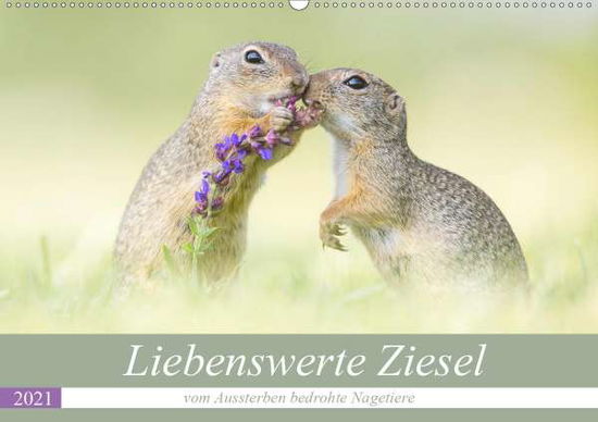 Liebenswerte Ziesel - vom Ausster - Petzl - Livros -  - 9783672214227 - 