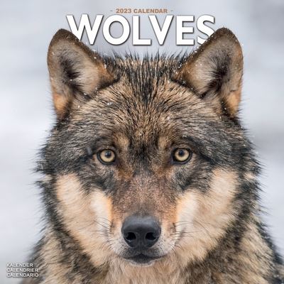 Wolves 2023 Wall Calendar - Avonside Publishing Ltd - Merchandise - Avonside Publishing Ltd - 9781839418228 - July 1, 2022