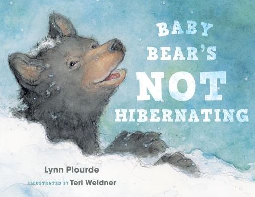 Cover for Lynn Plourde · Baby Bear's Not Hibernating (Gebundenes Buch) (2016)