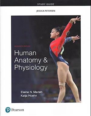 Cover for Elaine Marieb · Study Guide for Human Anatomy &amp; Physiology (Paperback Book) (2018)