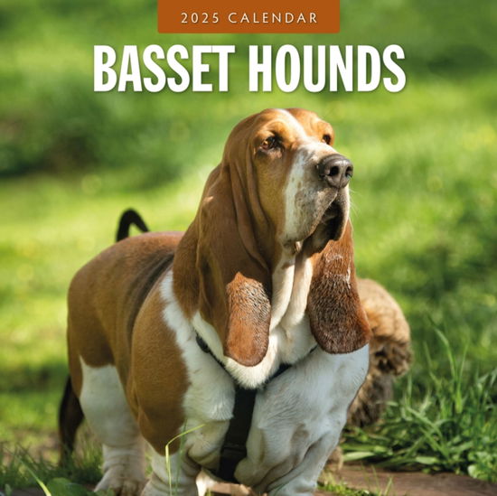 Cover for Red Robin · Basset Hounds 2025 Square Wall Calendar (Taschenbuch) (2024)