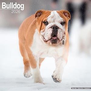 Cover for Bulldog Calendar 2026  Square Dog Breed Wall Calendar - 16 Month (Calendar) (2025)