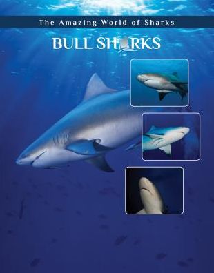 Cover for Elizabeth Roseborough · Bull Sharks - Amazing World of Sharks (Hardcover Book) (2018)