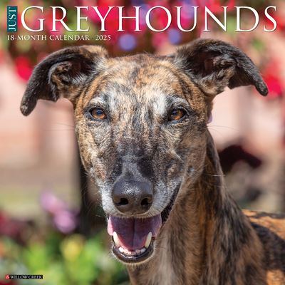 Just Greyhounds 2025 12 X 12 Wall Calendar - Willow Creek Press - Gadżety - Willow Creek Press Calendars - 9781549243233 - 10 września 2024