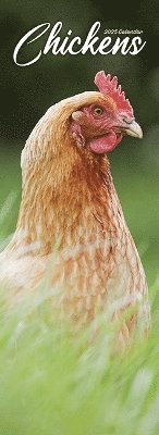 Chickens Slim Calendar 2025 Bird Slimline Calendar - 12 Month (Calendar) (2024)