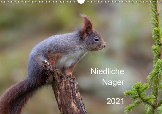 Cover for Oldani · Niedliche NagerCH-Version (Wandk (Book)