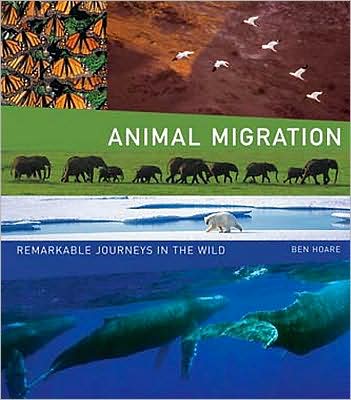 Animal Migration: Remarkable Journeys in the Wild - Ben Hoare - Książki - University Presses of California, Columb - 9780520258235 - 5 marca 2009