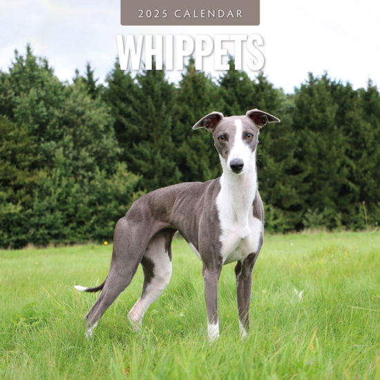 Cover for Red robin · Whippets 2025 Square Wall Calendar (Paperback Book) (2024)