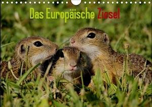 Cover for Erlwein · Das Europäische Ziesel (Wandkal (Book)