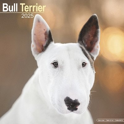 Cover for Bull Terrier Calendar 2025 Square Dog Breed Wall Calendar - 16 Month (Kalender) (2024)