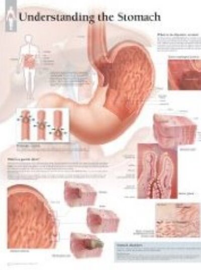 Cover for Scientific Publishing · Understanding the Stomach Paper Poster (Poster) (2009)